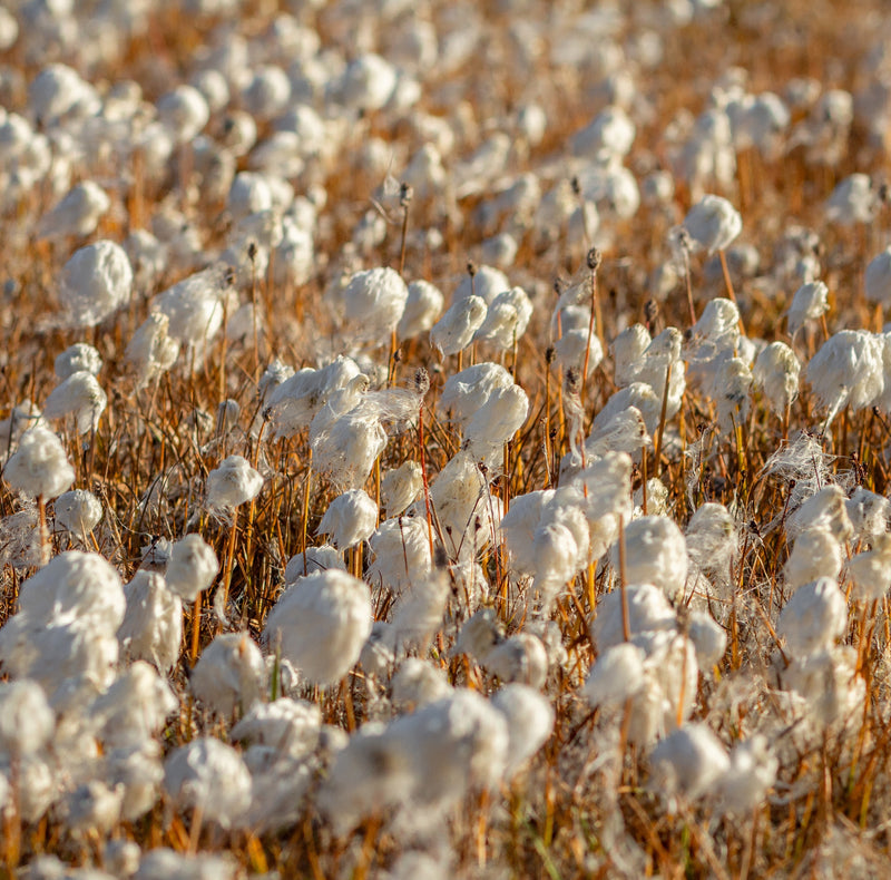 Benefits of Organic Cotton